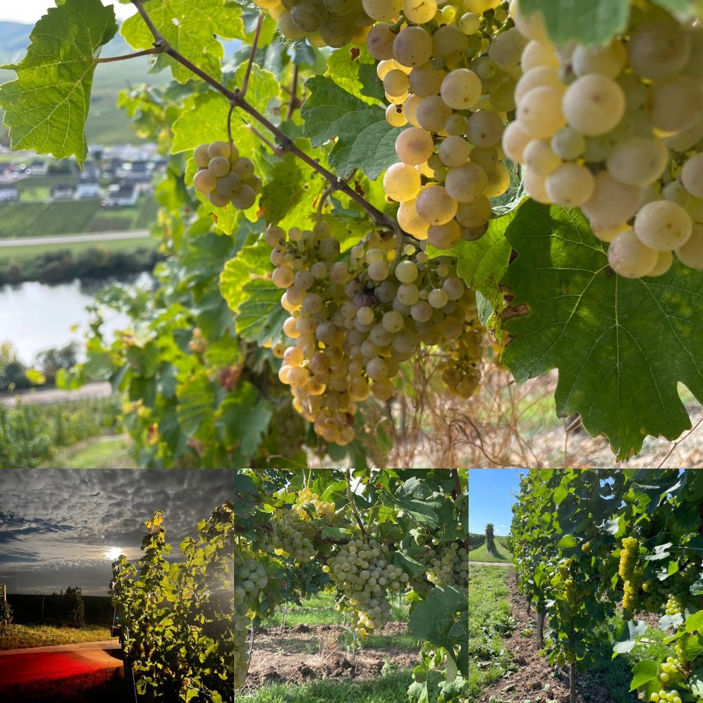 Foto 3 von Weingut und Gästehaus Porten-Becker