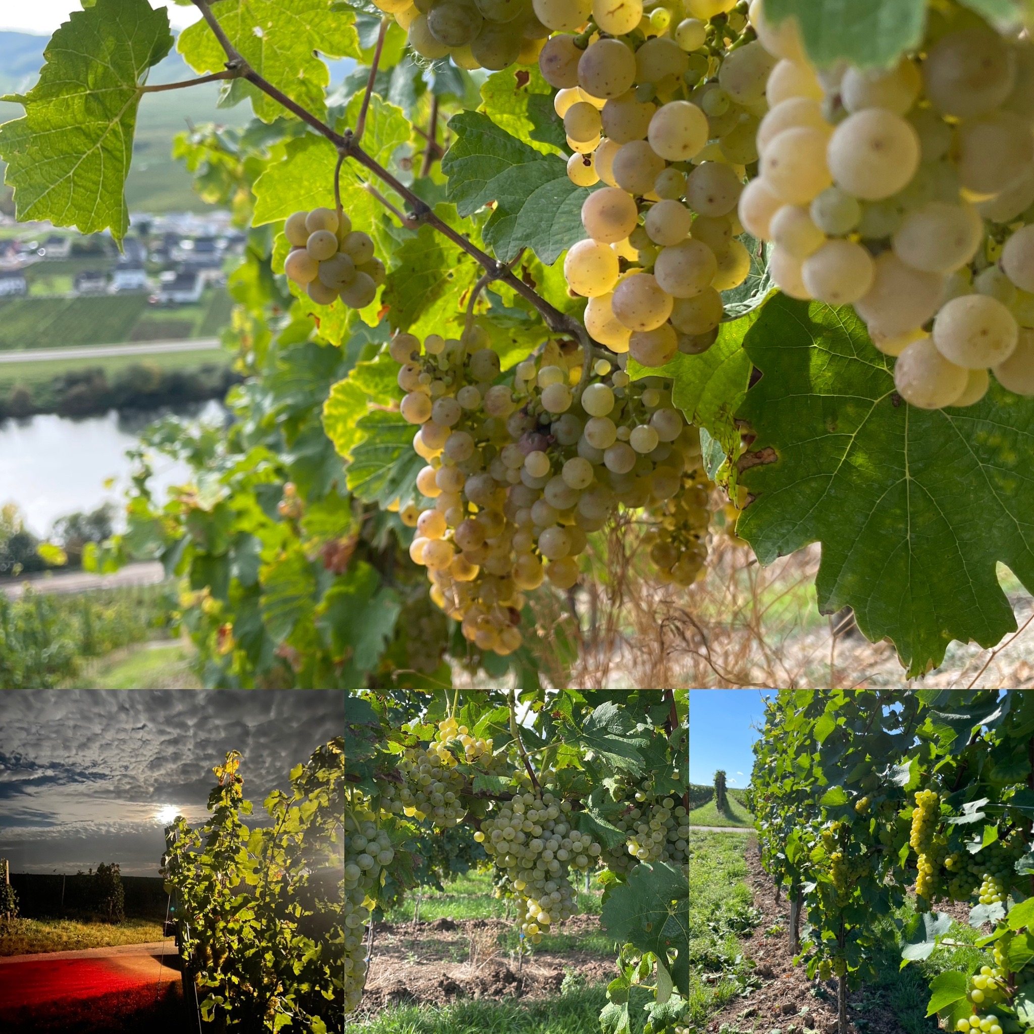 Foto 1 von Weingut und Gästehaus Porten-Becker