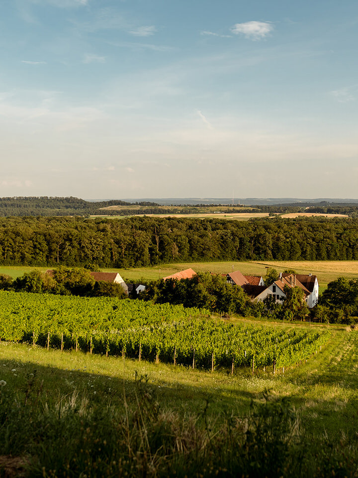 Weingut und Gestüt Scheuelberghof