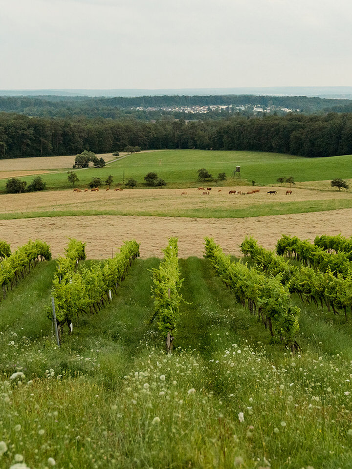 Foto 7 von Weingut und Gestüt Scheuelberghof