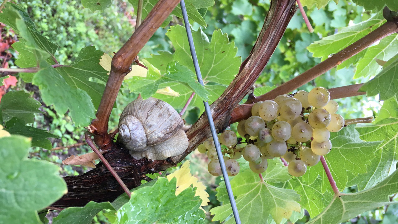 Foto 7 von Weingut und Weinhaus Heilig Grab