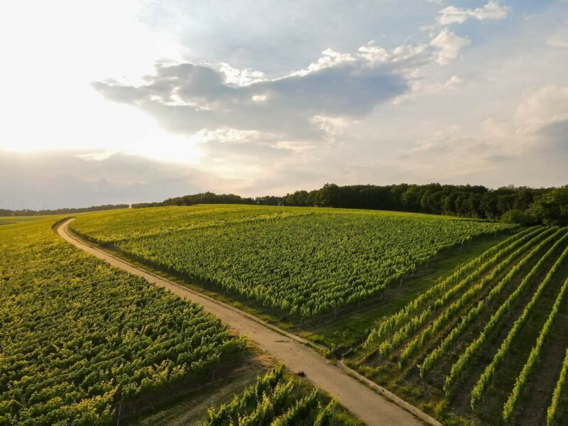Фото 2 з Weingut Uwe Geßner