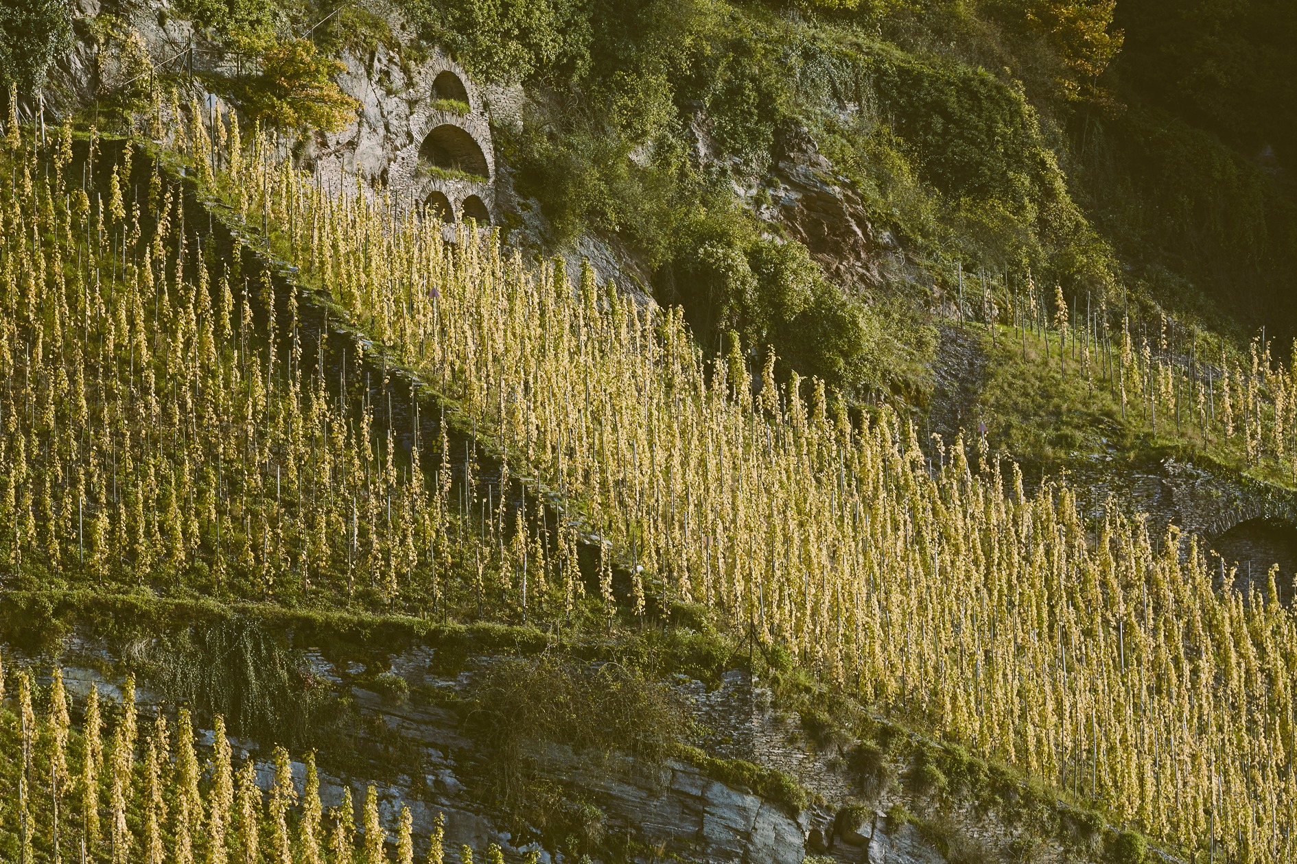 Weingut Vollenweider