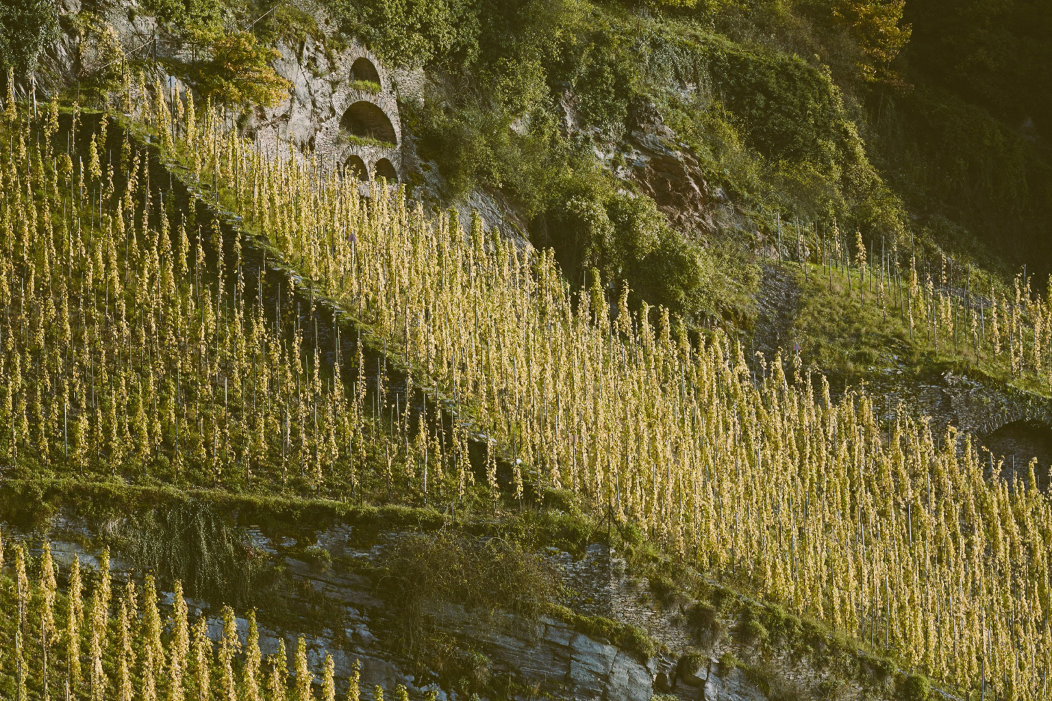 Foto 4 von Weingut Vollenweider