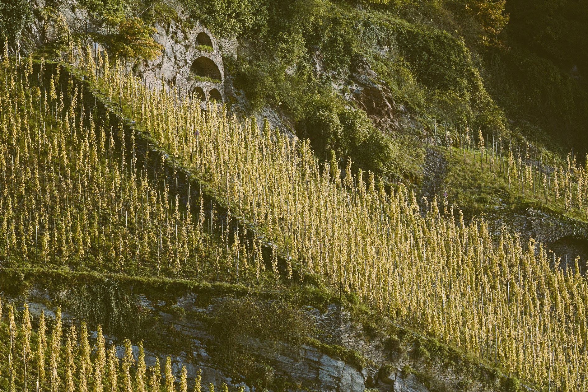 Foto 1 von Weingut Vollenweider