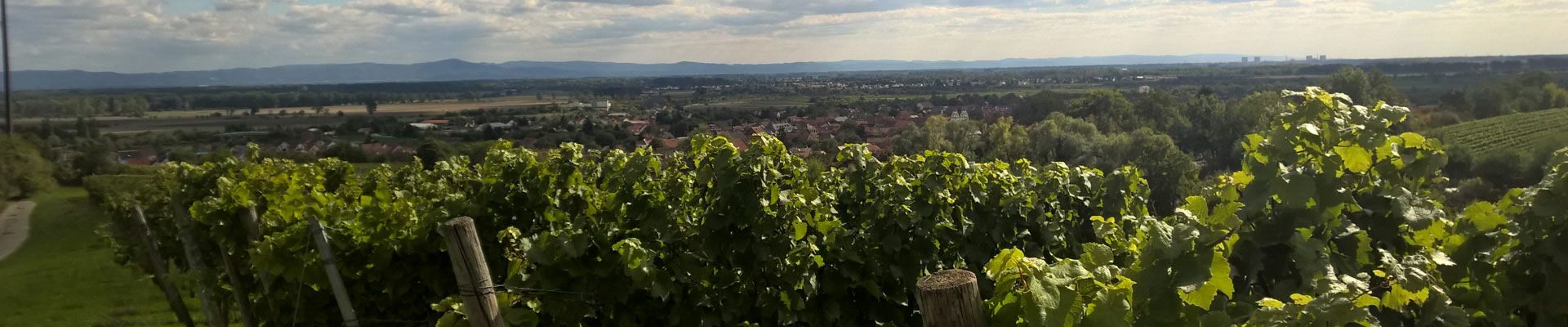 Foto 6 von Vereinigte Weingüter Krebs-Grode