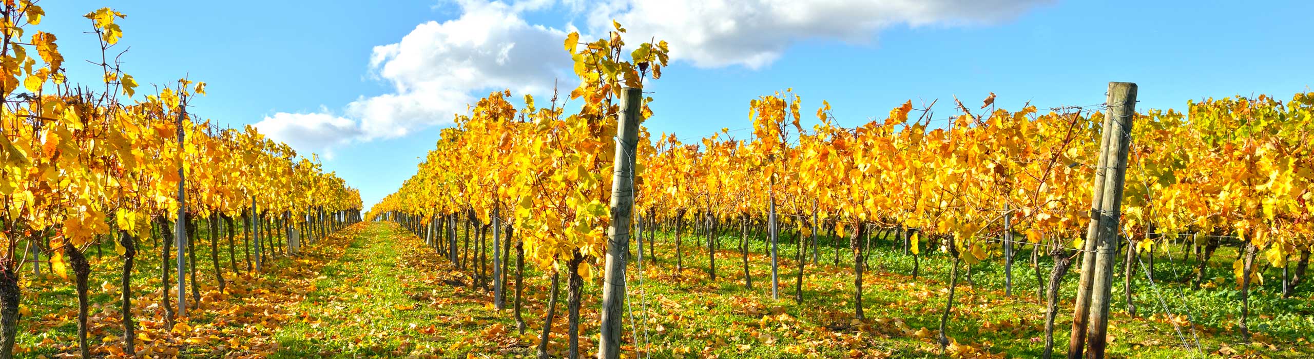 Foto 2 von Weingut Weber