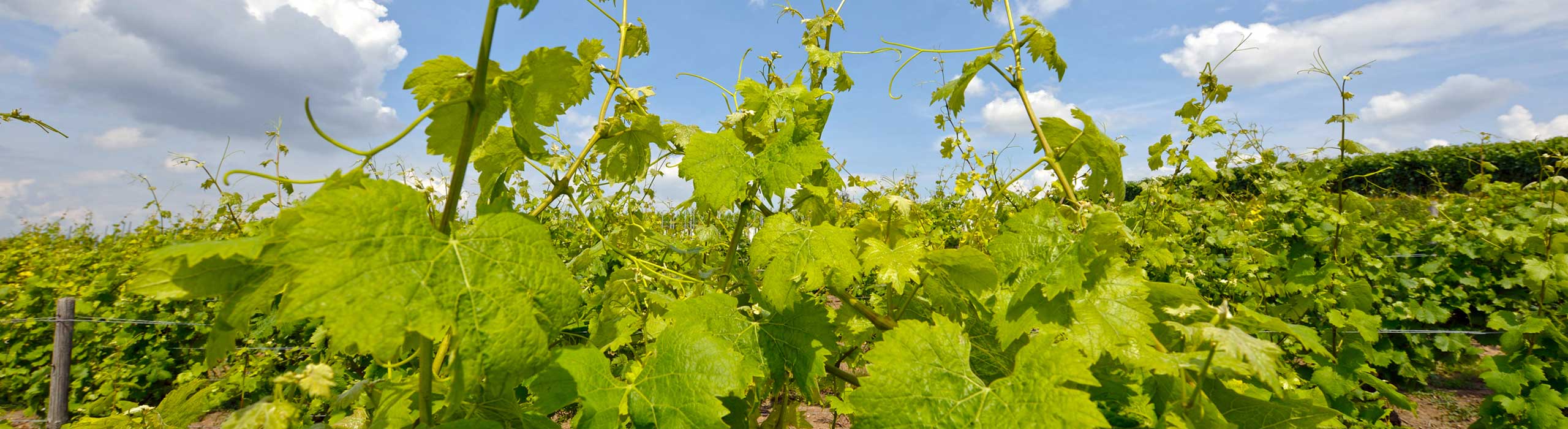 Foto 4 von Weingut Weber