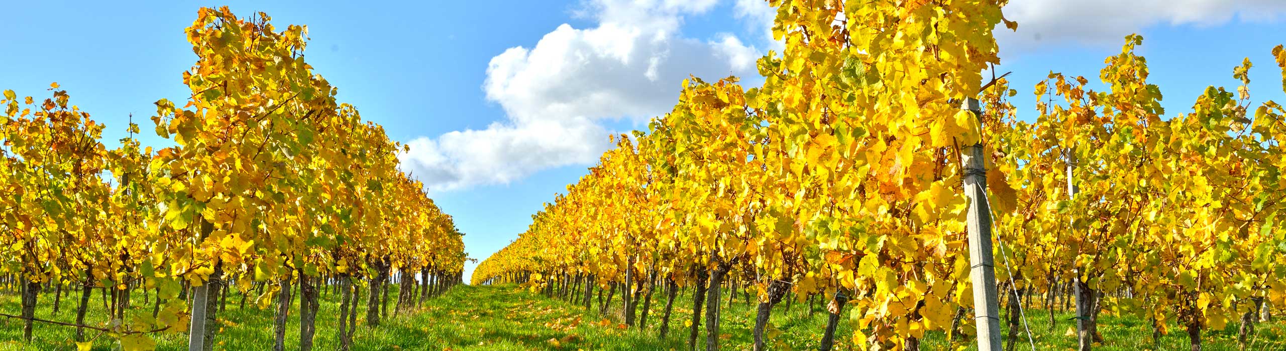 Foto 6 von Weingut Weber