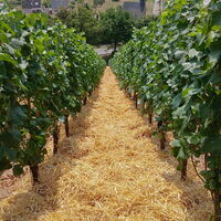 Foto 7 von Weingut Weingart