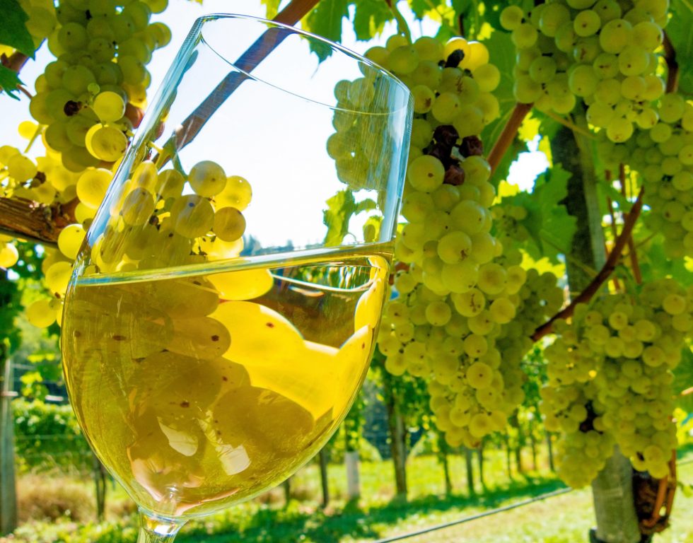 Foto 6 von Weingut-Weinschänke "Massengeil-Beck"