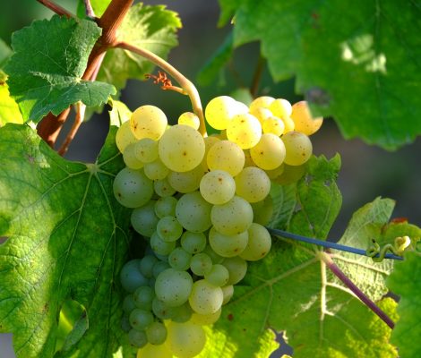 Foto 1 von Weingut Weitzel
