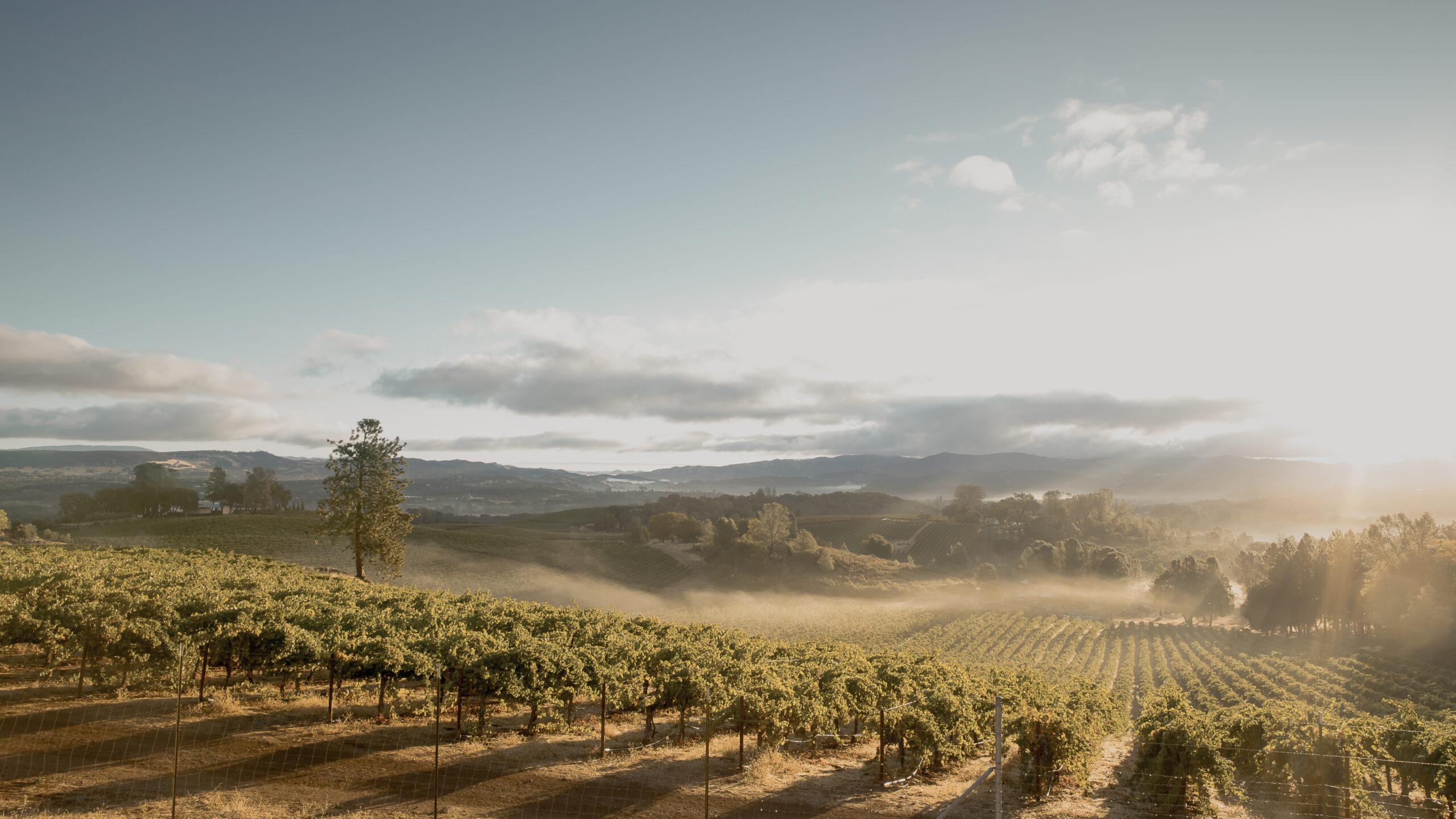 Weingut Wendel