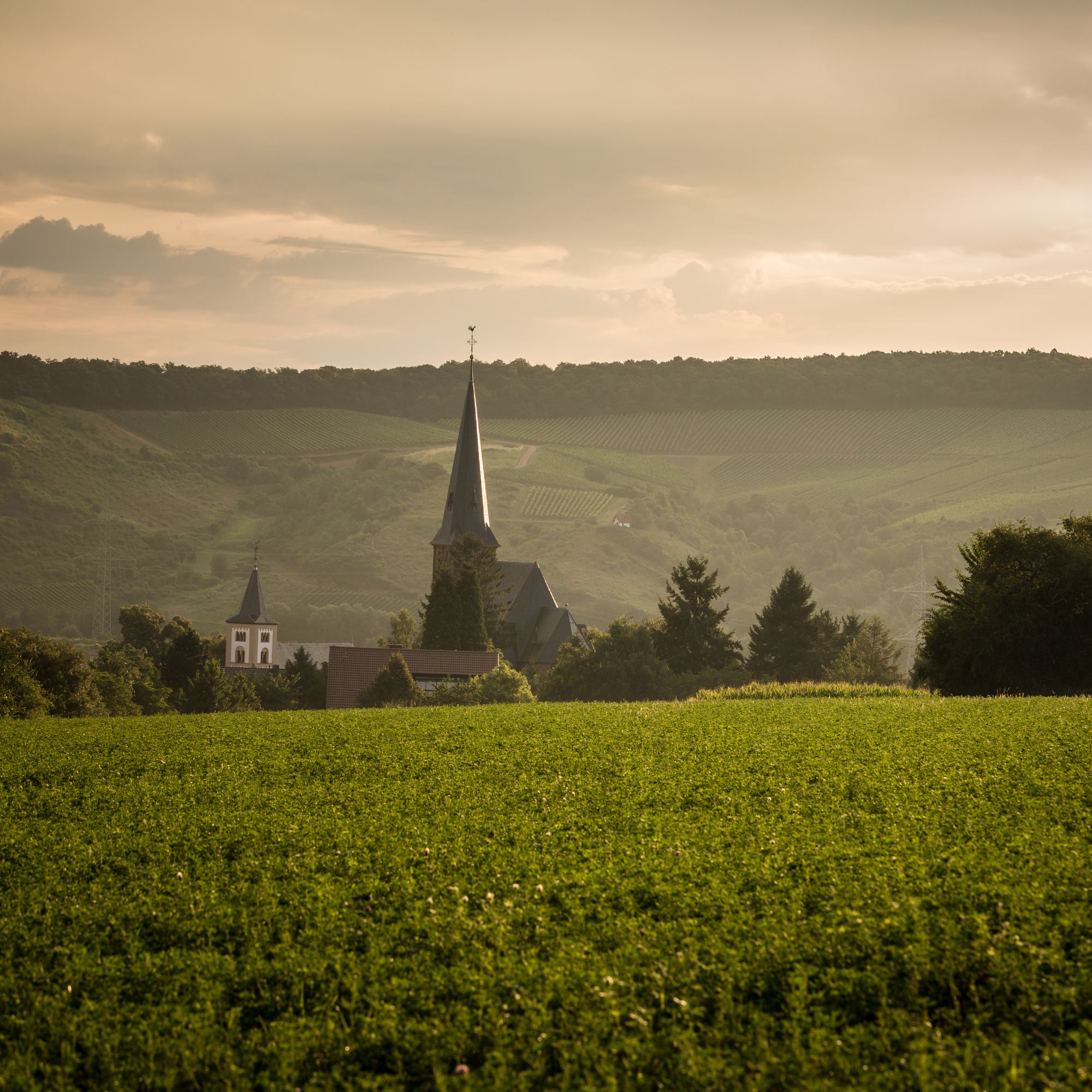 Foto 1 von Weingut Werner Marx