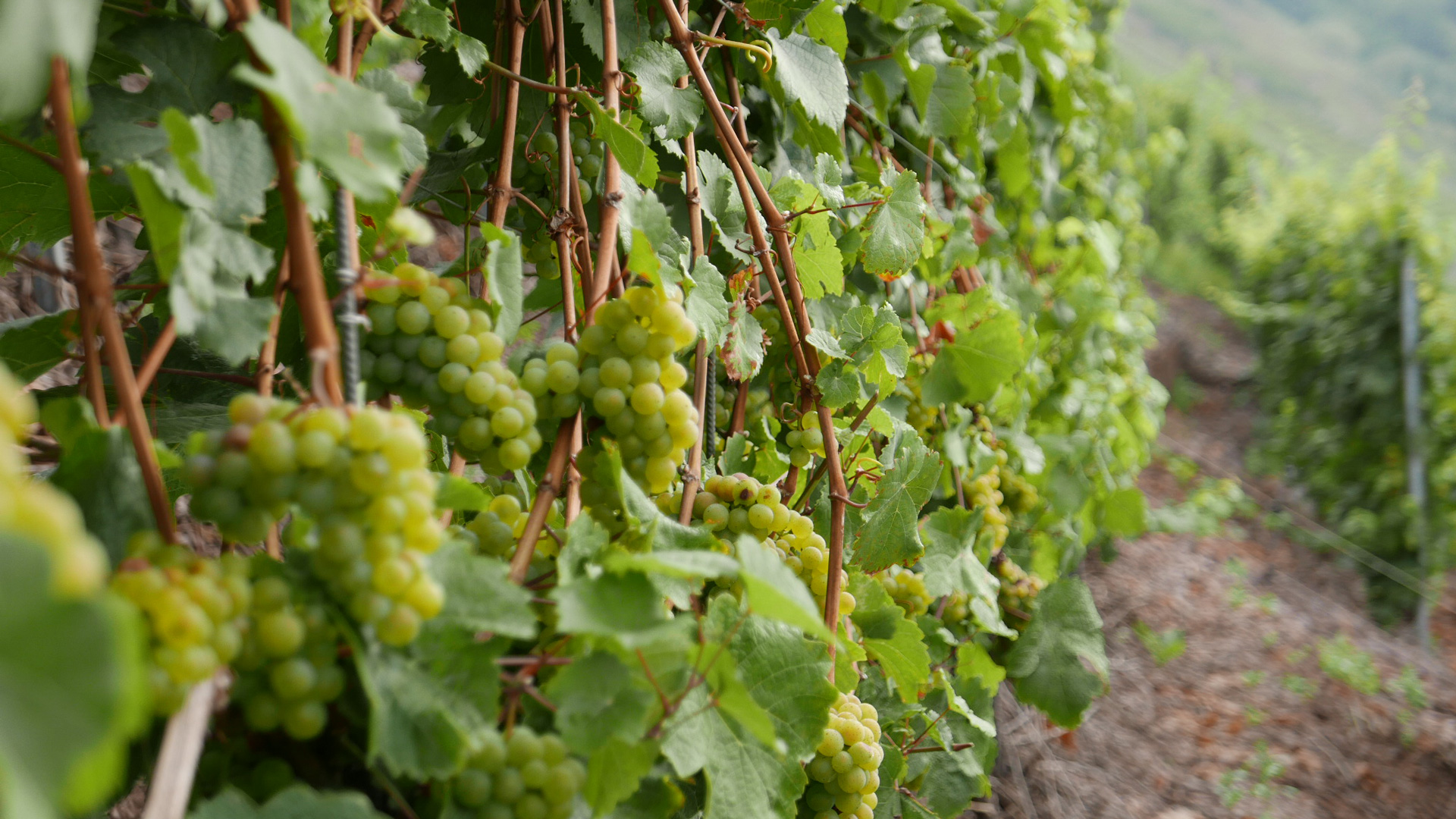 Foto 5 von Weingut Werner und Andreas Clemens