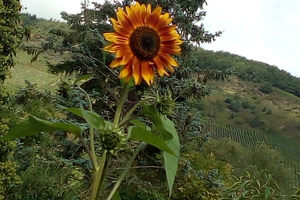 Foto 1 von Weingut Wilhelm Keith