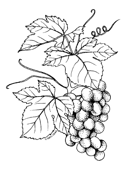 Foto 6 von Weingut Wilhelm Markloff