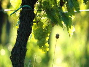 Foto 4 von Wein- & Sektgut Bernd Grimm