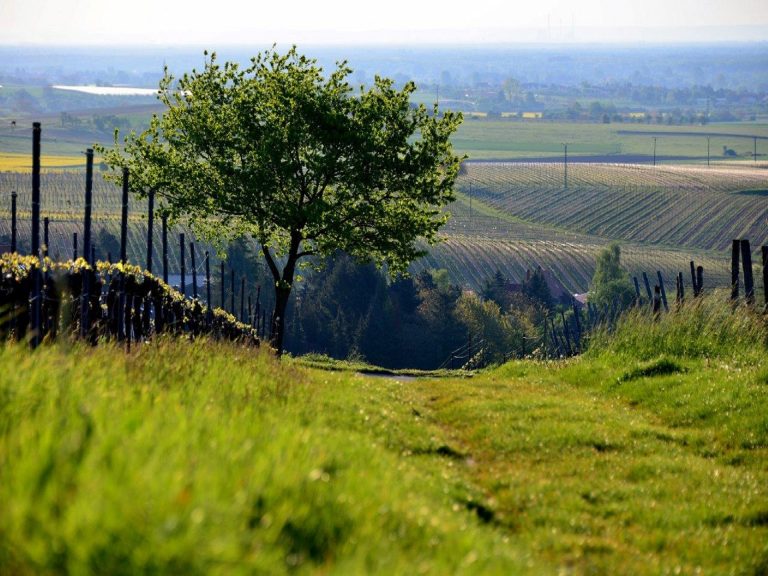 Foto 2 von Wein- & Sektgut Bernd Grimm
