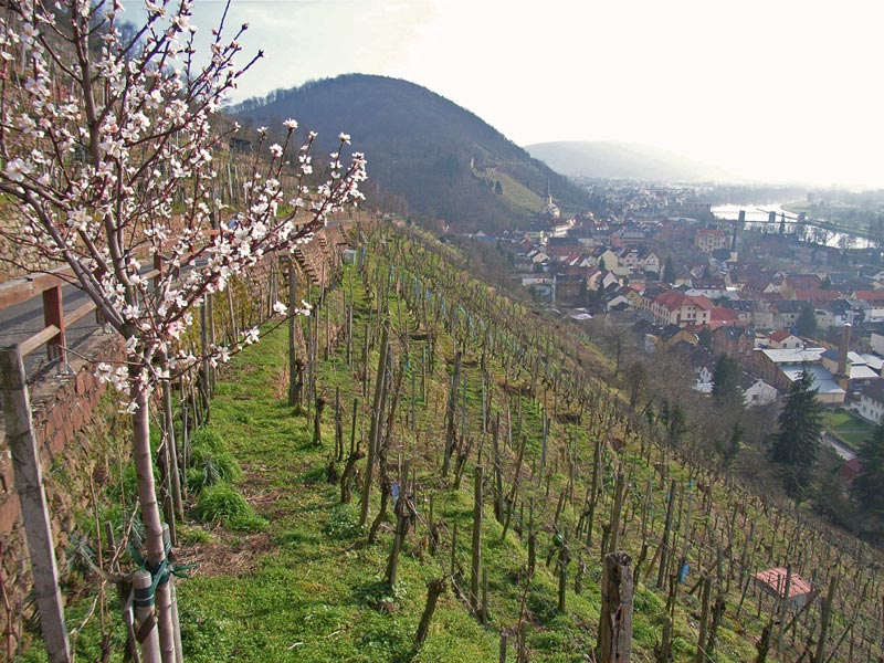Weingut Wolfgang Kühn