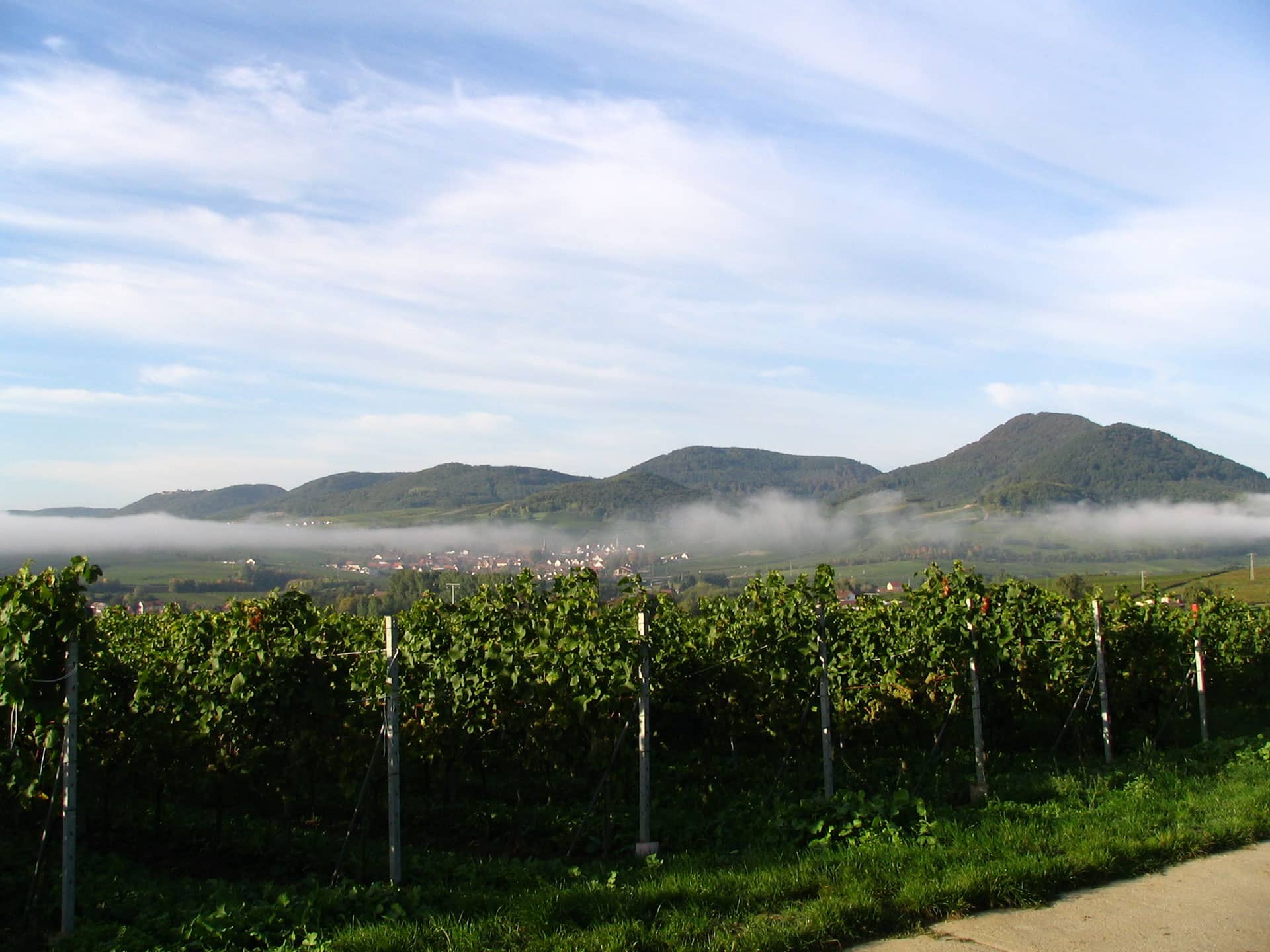 Wein- & Sektgut Marienfelderhof