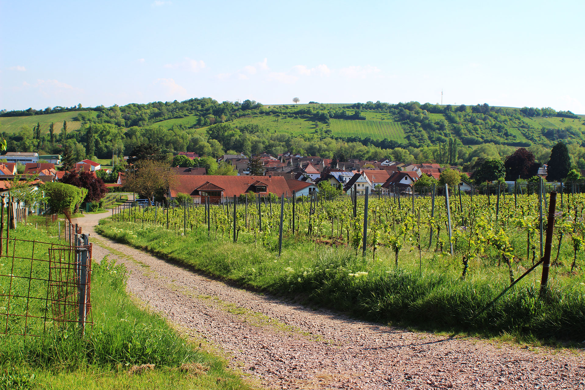 Foto 7 von Wein- & Sektgut Marienfelderhof