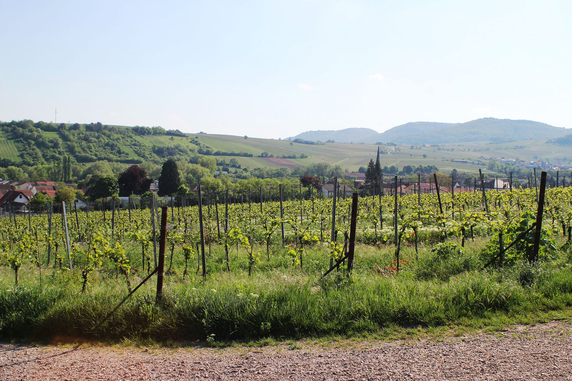 Foto 6 von Wein- & Sektgut Marienfelderhof
