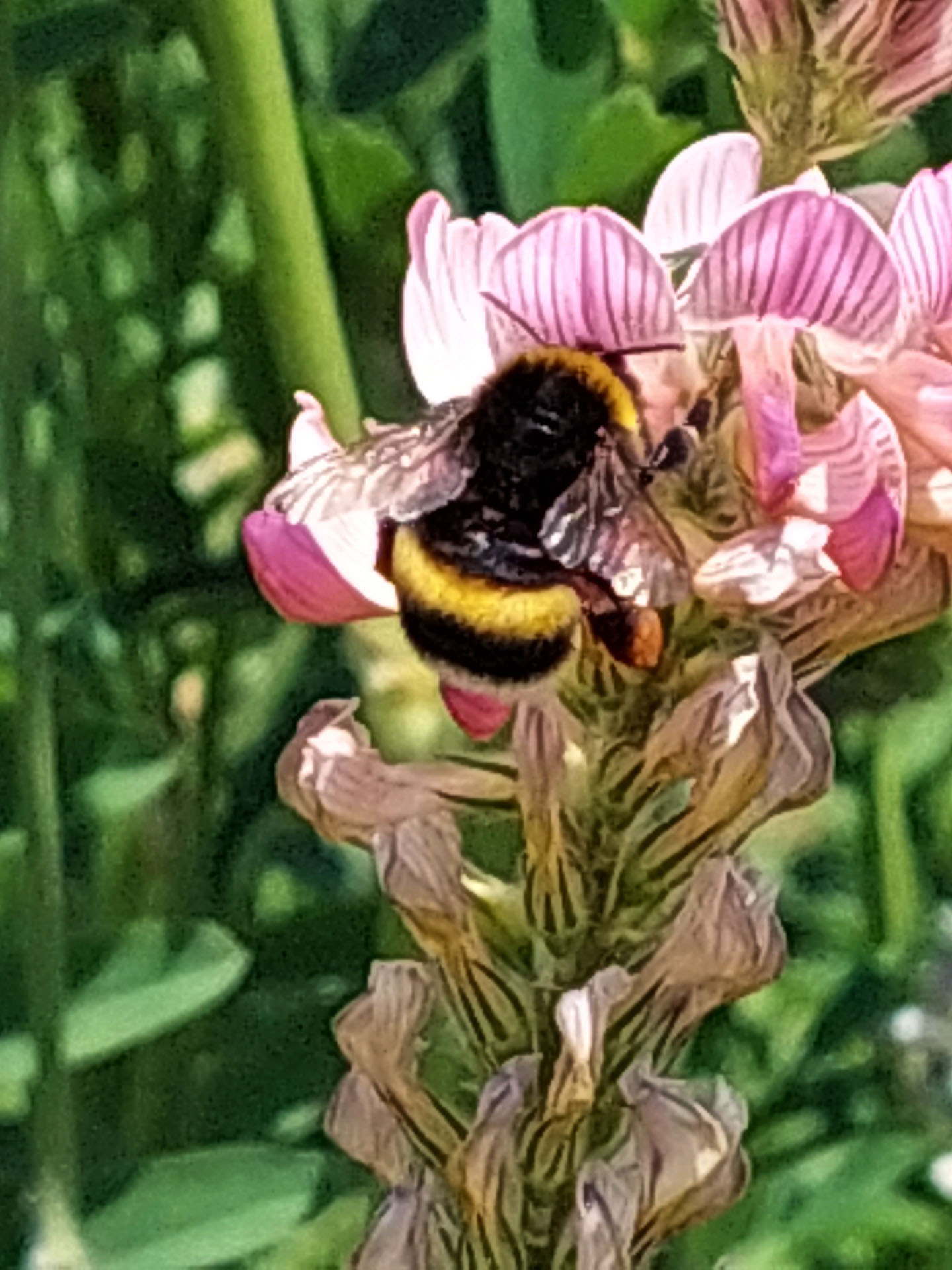 Foto 2 von Wein- & Sektgut Marienfelderhof