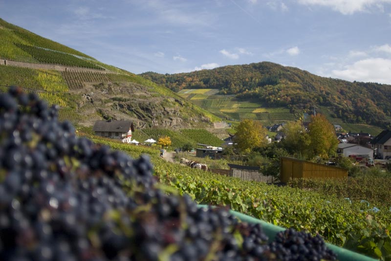 Foto 7 von Winzergenossenschaft Mayschoß-Altenahr e.G.