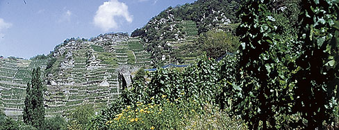 Foto 4 von Winzergenossenschaft Mayschoß-Altenahr e.G.