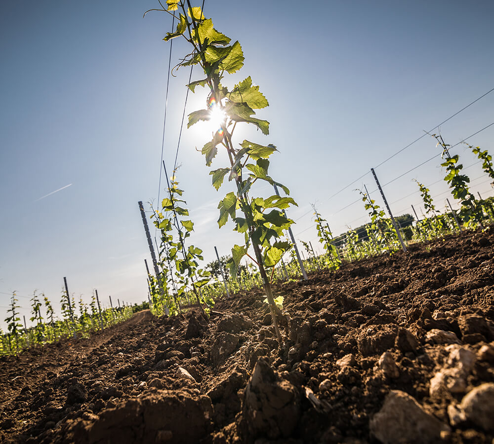 Foto 7 von Wein- und Sektgut Wendel
