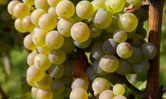 Weingut Stentz