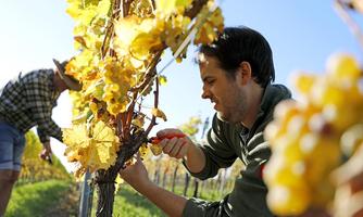 Weingut Klaus & Marius Meyer