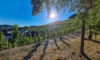 Weingut Armin Appel