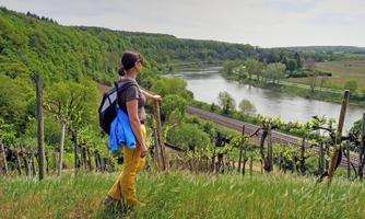 Weingut Markushof