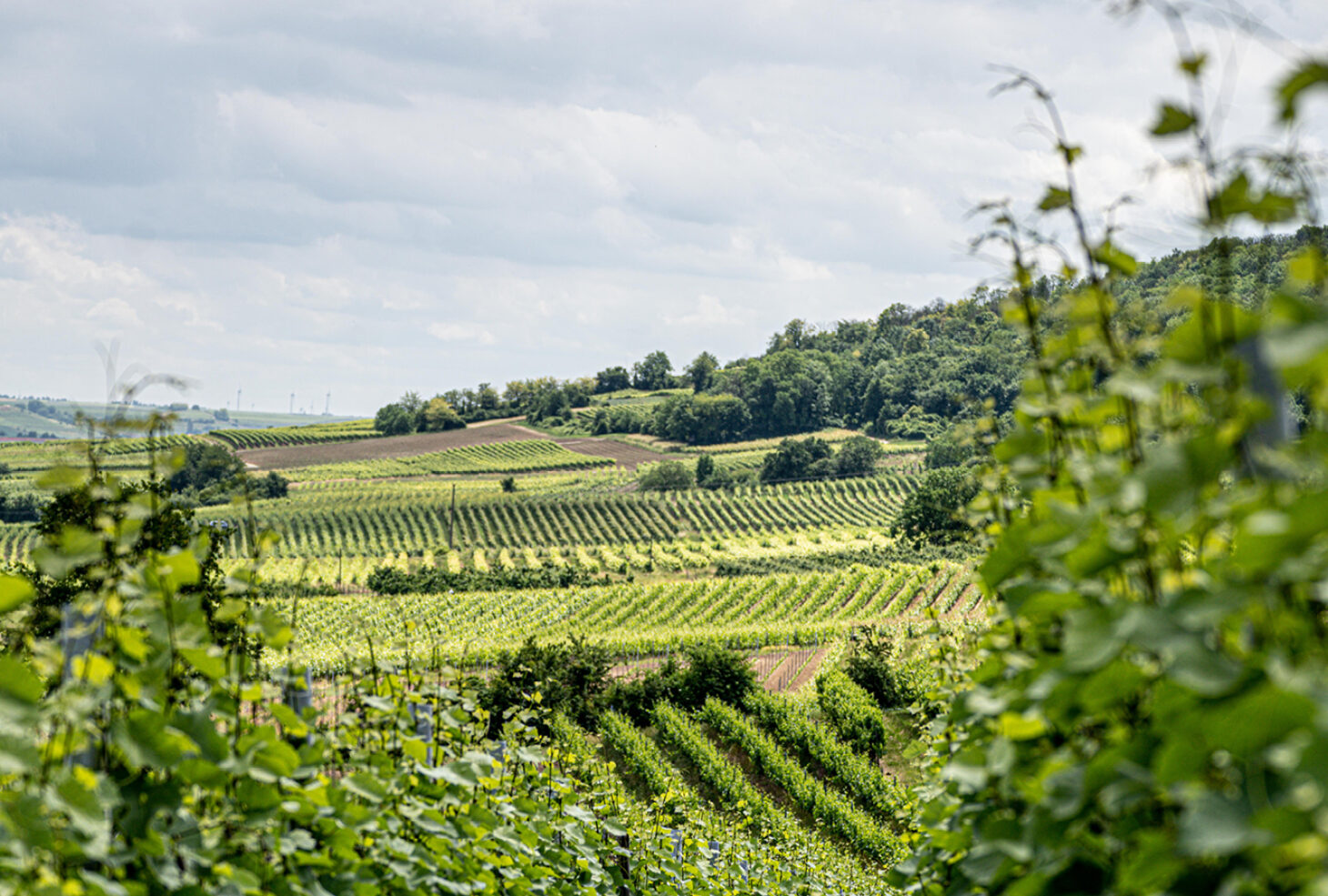 Foto 7 von Weingut ADAMS