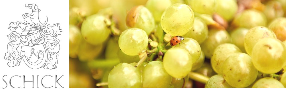 Foto 4 von Weingut Adolf Schick GbR