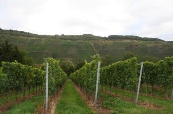 Foto 3 von Weingut Albert Schwaab
