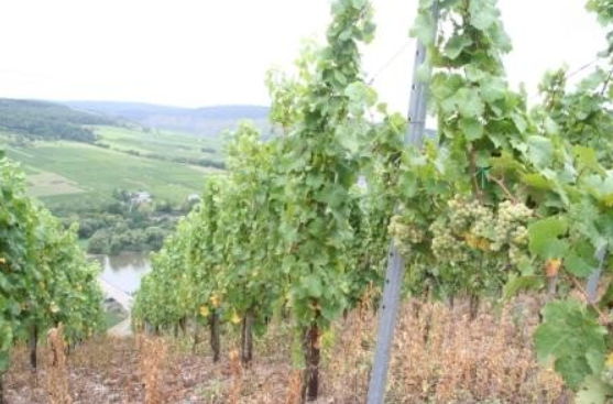 Foto 4 von Weingut Albert Schwaab