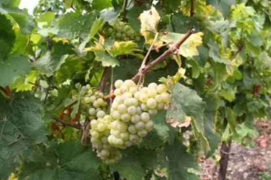 Foto 2 von Weingut Albert Schwaab