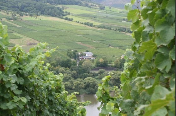 Foto 5 von Weingut Albert Schwaab
