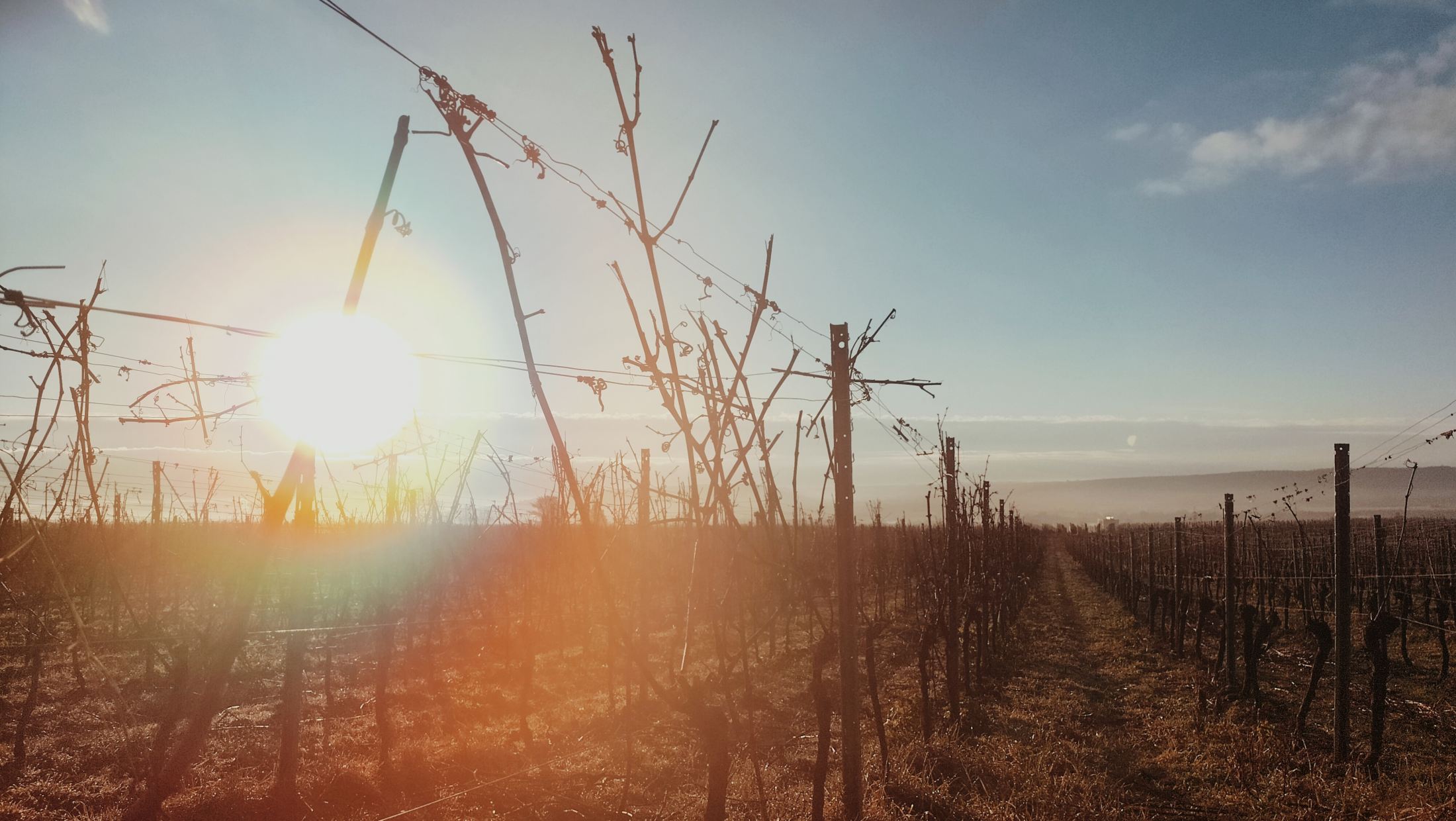 Foto 5 von Weingut Alexander Freimuth