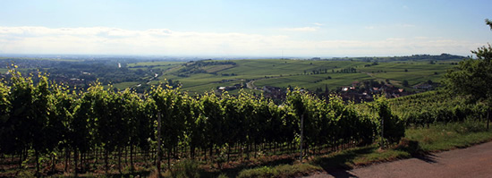 Фото 4 из Bioland-Weingut Gebrüder Nägle
