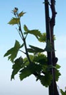 Фото 6 из Bioland-Weingut Gebrüder Nägle
