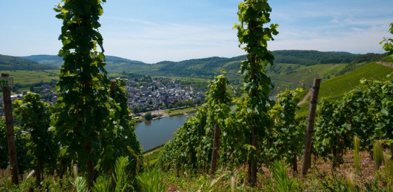 Foto 2 von Weingut Alfred Dahm - Inh. Michael Dahm