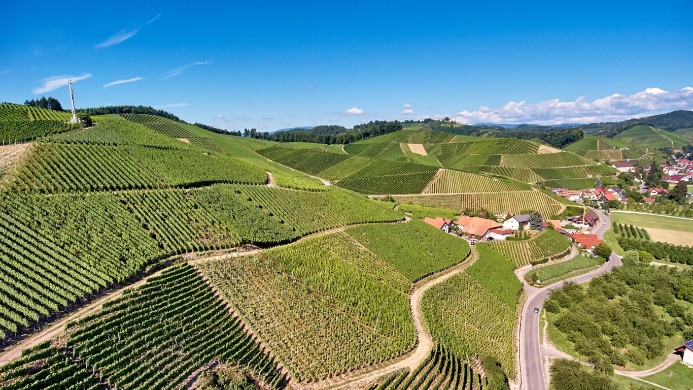 Foto 3 von Weingut Andreas Laible