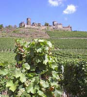 Foto 7 von Weingut Anton Hammes