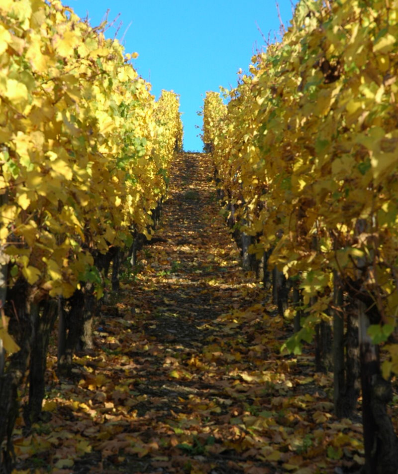 Foto 4 von Weingut Apotheker Bartz