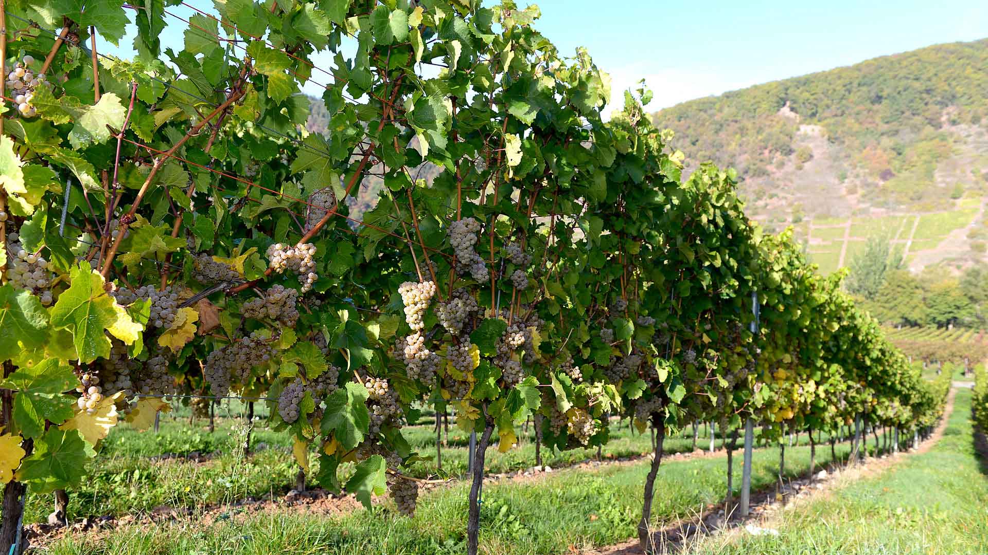 Foto 2 von Weingut Arnoldi