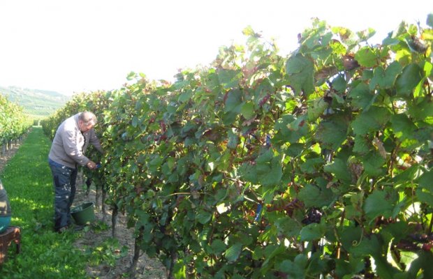 Foto 5 von Weingut auf den fünfzehn Morgen